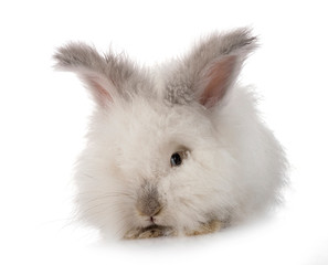 English Angora rabbit