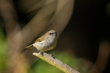 Grey Warbler / Gerygone endemic to New Zealand