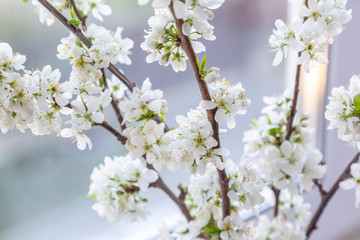PLUM tree blossom