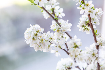 PLUM tree blossom