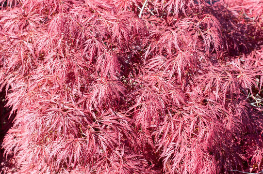 Red Leaves Of A Red Emperor Maple