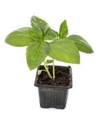 Ocimum basilicum in studio