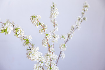willow branches in spring