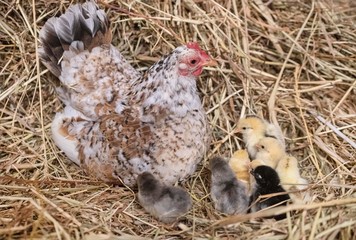 serama chicks in nest