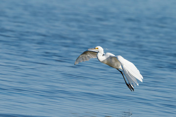 Fototapeta na wymiar Little Egret in New Zealand