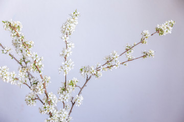branch of willow
