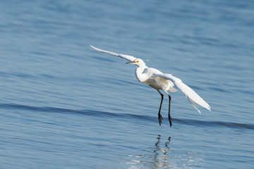 Little Egret in New Zealand