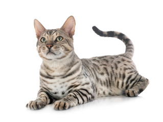 bengal cat in studio