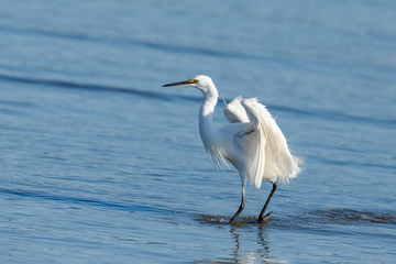 Little Egret in New Zealand