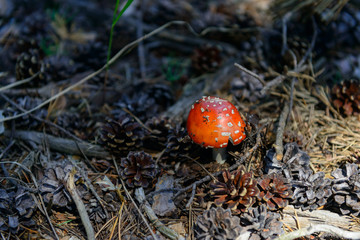 small fly agaric in a dark forest