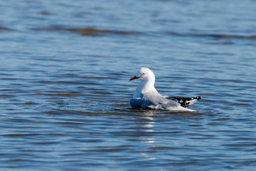 Red-billed/Silver Gull in New Zealand