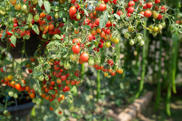 Ripe tomato plant growing in greenhouse. Tasty red heirloom tomatoes. Blurry background and copy space