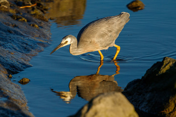 White-faced Heron in New Zealand