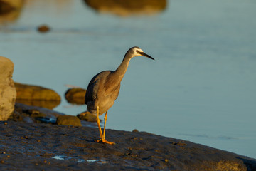 White-faced Heron in New Zealand