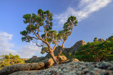 Lonely pine tree growing on stone.Bayanaul NP. Central Kazakhstan
