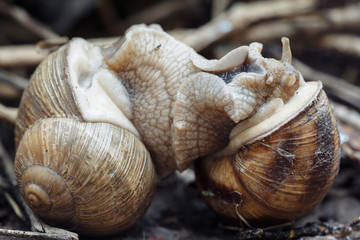 Two snails mate. They connected with each other. On a natural background.