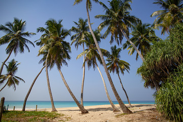 Palm trees grow on the seashore of the ocean with blue water.