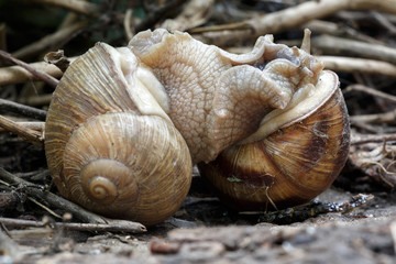 Two snails mate. They connected with each other. On a natural background.