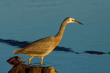 White-faced Heron in New Zealand