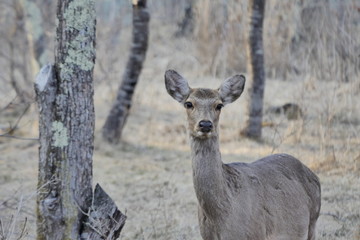 white tailed deer