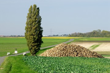 Silo de betterave en bord de route