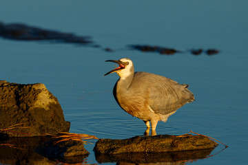 White-faced Heron in New Zealand