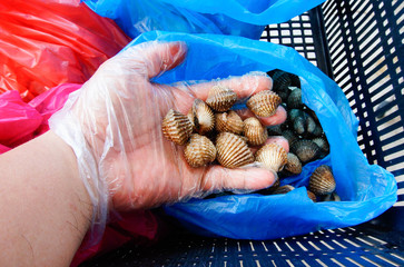 Image of hand holding fresh clams
