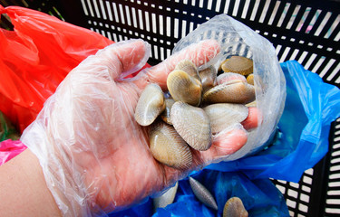 Image of hand holding scallops 