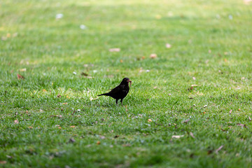 Walking black bird in park