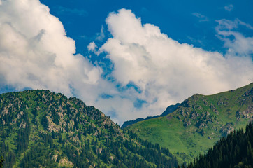 foggy mountains with spruce forests on the slopes