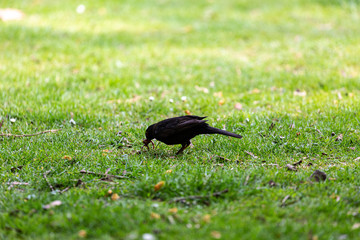 Walking black bird in park