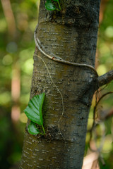 black alder (Álnus glutinósa).Bayanaul NP. Central Kazakhstan