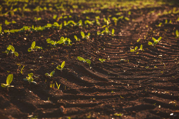 Small seedlings grow in the newly cultivated soil