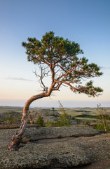 Fototapeta na wymiar Lonely pine tree growing on stone.Bayanaul NP. Central Kazakhstan