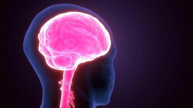 3d render of male human brain anatomy medical content