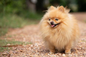 Cute dog pomeranian standing in garden and making funny face feeling so happiness and fun,Selective focus,Dog Friendly Concept.