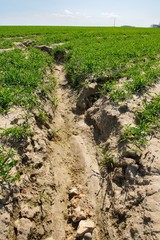 Ravines dans un champ dues au ruissellement