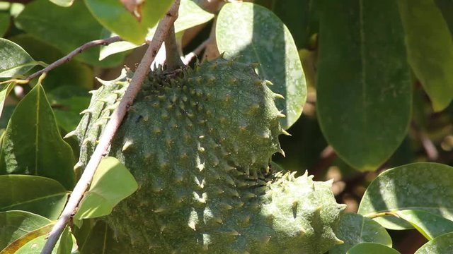 Soursop hanging from a tree on a sunny day