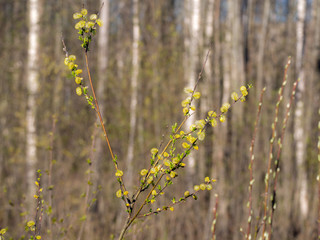 willow branches in the foreground
