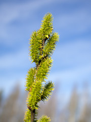 blooming willow branch