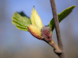 bud and young leaves of alder