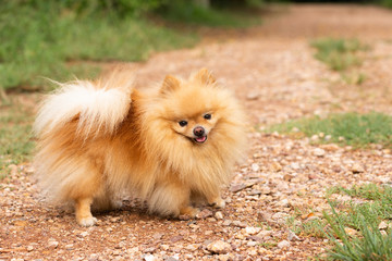 Cute dog pomeranian standing in garden and making funny face feeling so happiness and fun,Selective focus,Dog Friendly Concept.