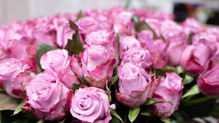 Pink roses macro close up