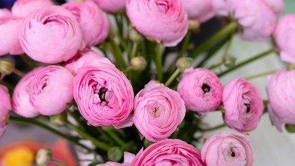 Pink ranunculus flowers close up macro.