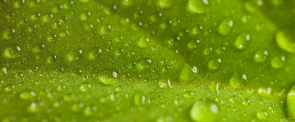 Wildlife nature banner. Green leaf in morning dew, soft sunlight. Close up of plant, exotic forest. Copy space for text.