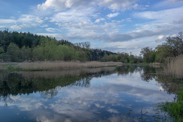 Forest stream and green trees. East Europe. Beautiful spring landscape.