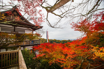Daihikaku Senkoji autumn