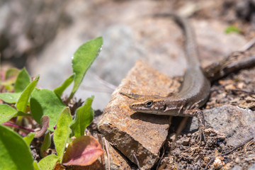 Lizard Darevskia alpina sits on a stone