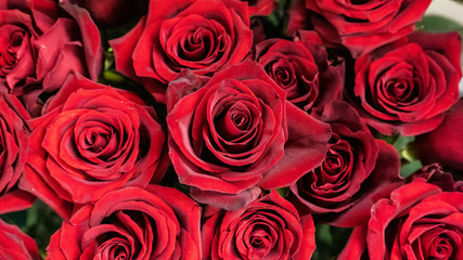 Red roses macro close up