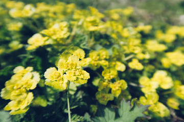 Obraz premium Closeup of beautiful yellow spring field flowers with small leaves and petals. Selective focus, blurred background. Golden bright petals and green leave spring or summer background stock image